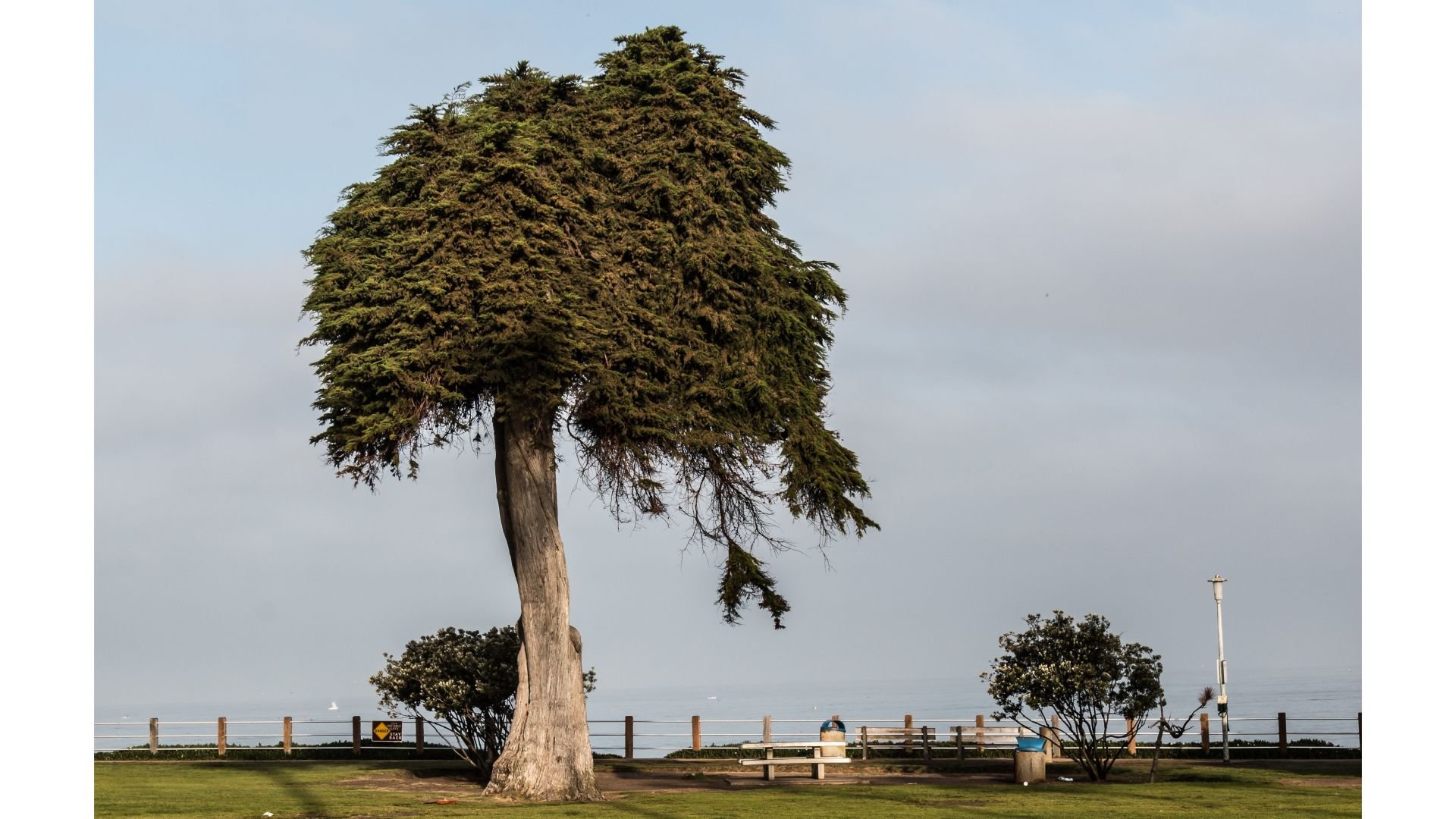 The tree thought to have inspired Dr. Seuss' 'The Lorax' has fallen
